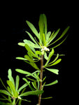 Jatropha dioica v graminea 5" Caudex Forming Jatropha Bonsai | Texas Native Succulent!