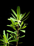 Jatropha dioica v graminea 5" Caudex Forming Jatropha Bonsai | Texas Native Succulent!
