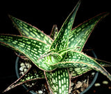 Aloe hybrid 'Silver Star' aka 'Guido' 6"