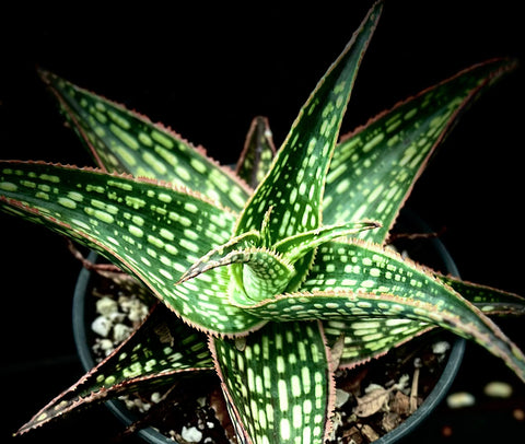 Aloe hybrid Silver Star aka Guido 6"