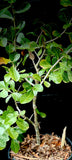 Commiphora pyracanthoides 2 gallon Large
