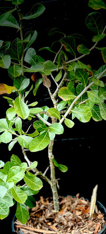 Commiphora pyracanthoides 2 gallon Large