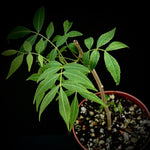 Bursera vazquezyanesii | New world Frankincense Tree | 5” Pots