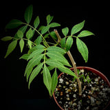 Bursera vazquezyanesii | New world Frankincense Tree | 5” Pots