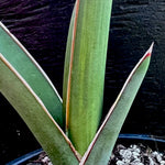 Sansevieria robusta | Offsets From Variegated Plant