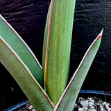 Sansevieria robusta | Offsets From Variegated Plant