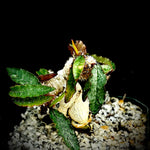 Euphorbia francoisii Specimen 12F Bonsai 5” pot