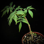 Bursera vasquesyanesii 5" New world frankincense tree