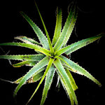 Deuterocohnia longipetala 1 gallon Bromeliad Exact Specimen