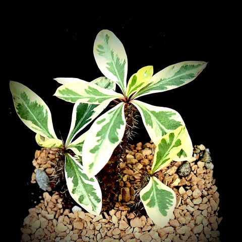 Euphorbia millii Variegated 4”