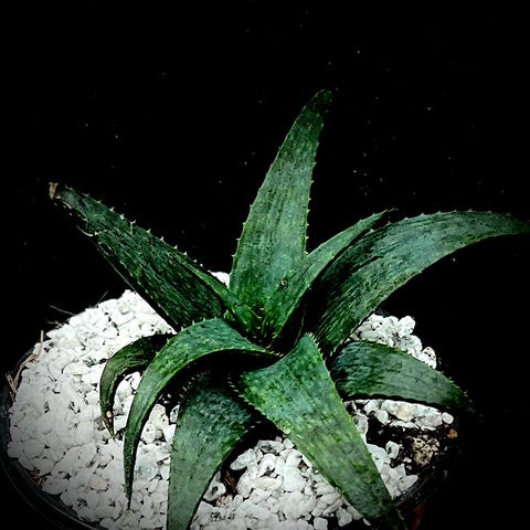 Aloe hybrid cv 'Blue Boy' 4”