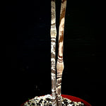 Gonatopus bolivii Giraffe Knee Aroid