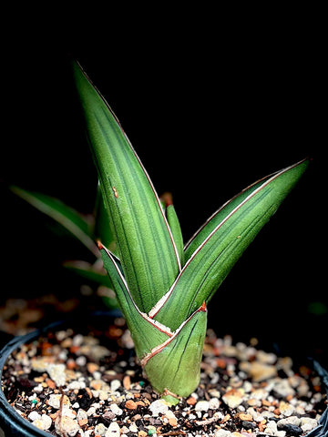 Sansevieria LAV  23154 Warshik Offsets