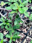 Euphorbia delphinensis | Madagascar spiny forest | Crown of thorns