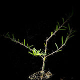 Alluaudiopsis fihirensis 4"