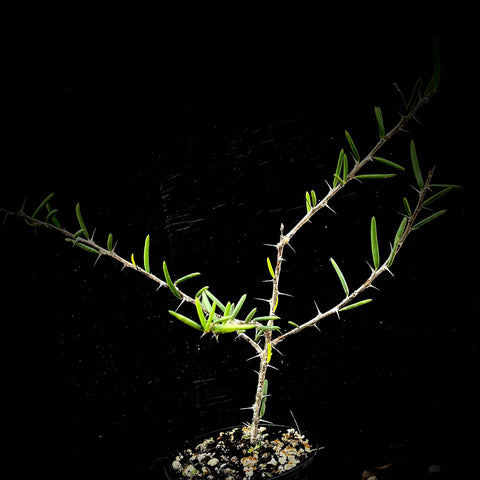 Alluaudiopsis fihirensis 4"