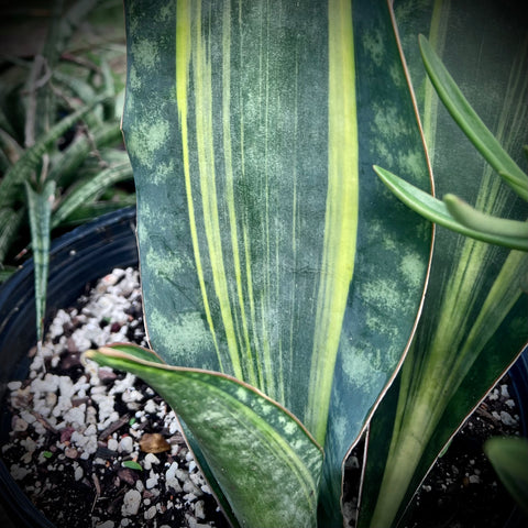Sansevieria Masoniana Yellow Variegated 6"