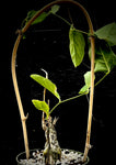 Cephalopentandra ecirrhosa 5"