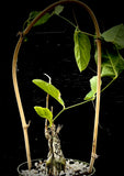 Cephalopentandra ecirrhosa 5"