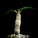 Dorstenia horwoodii 4" Dwarf Caudex Plant