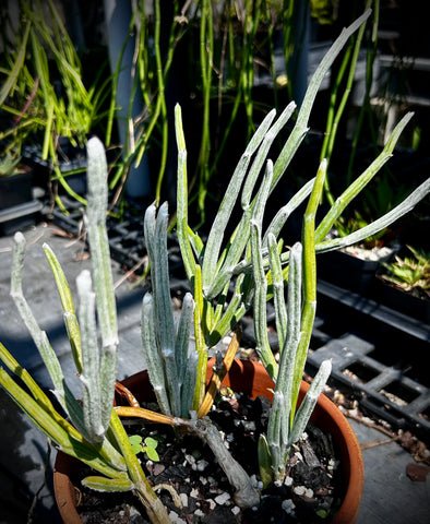 Seyrigia humbertii | Exact Specimen | Madagascar Caudex Plant