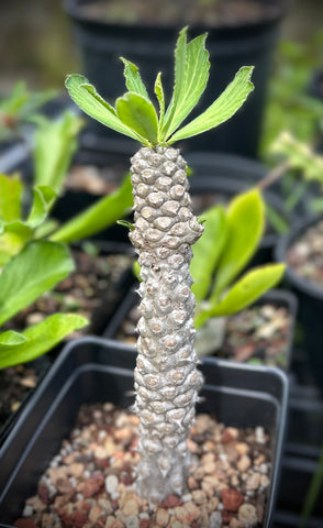 Euphorbia venefica | Thick Shrub Euphorbia | UNROOTED Arm Cuttings