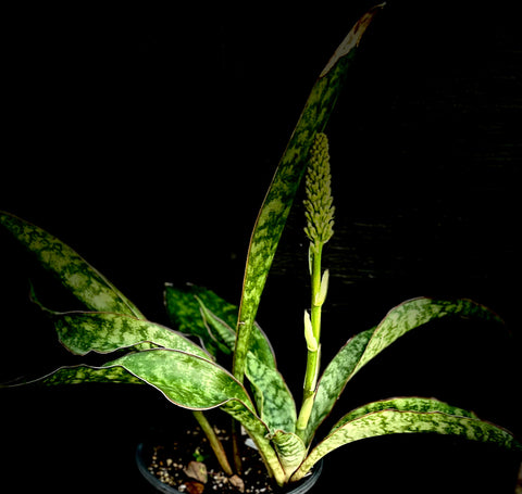 Sansevieria aff concinna 1 gallon Spoon Sansevieria