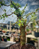 Commiphora glandulosa Myrrh Tree Bonsai