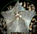 Astrophytum myriostigma 4" Bishops Cap Cactus