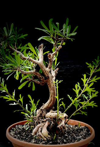 Jatropha dioica v graminea 5" Caudex Forming Jatropha Bonsai Native Succulent!