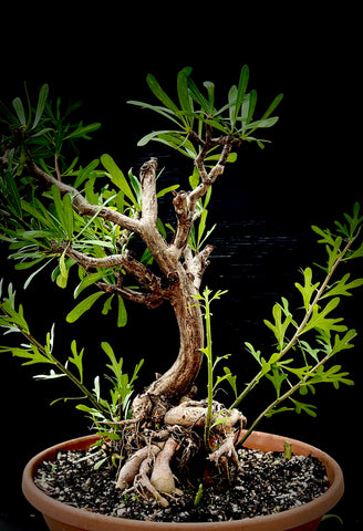 Jatropha dioica v graminea Caudex Forming Jatropha Bonsai 5"
