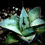 Agave titanota Rancho Tamboro ~ Type Locality ~ Blue Form