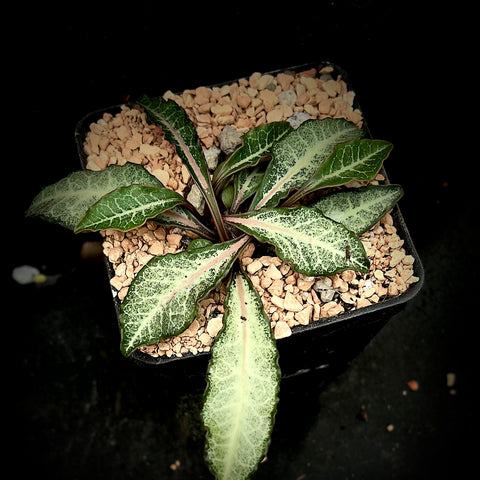 Euphorbia francoisii #1 4” pot Exact plant
