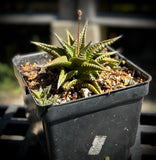 Haworthia limifolia hybrid No Tag | Plant A