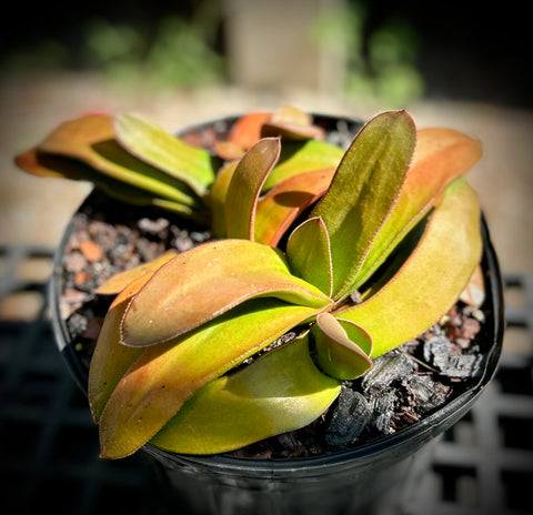 Gasteria armstrongii hybrid Stock Specimen
