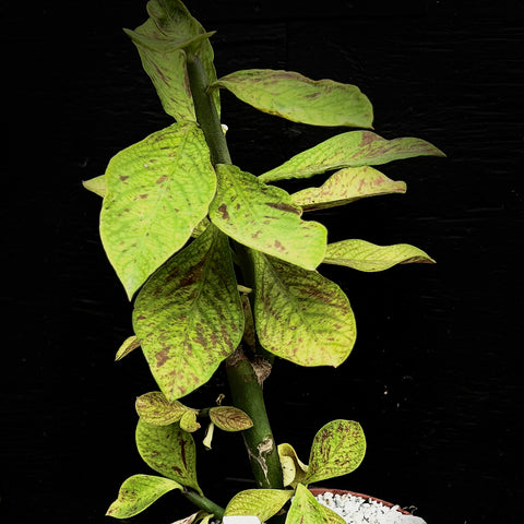 Synadenium aff grantii Easy Growing Euphorbia Shrub