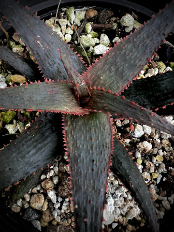 Aloe rebmanii hybrid - Near Black Aloe Hybrid