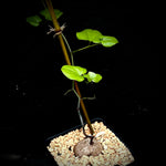 Dioscorea elephantipes 4”  Turtle Plant