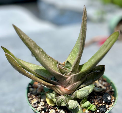 Gasteria hybrid Specimen 2 | 6" pot size | Ox Tongue Succulent | Exact Plant