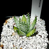 Aloe erinaceae seedlings 4"