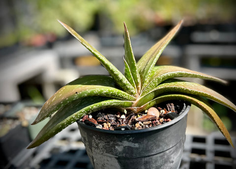 Gasteria elliapheae hybrid Stock Specimen