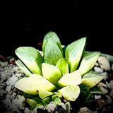 Haworthia mirabilis munda Variegated Unique glow exact plant