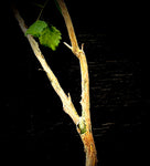 Commiphora wightii Specimen 1 Seed Grown Exact Plant