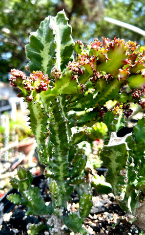 Euphorbia lactea cristata monstrose f rubra Specimen 3