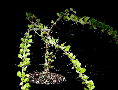 Alluaudia humbertii Madagascar Ocotillo Spiny Forest