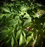 Amorphophallus paeoniifolius | Voodoo Lily | Large Corms