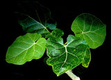 Cynanchum pachycladon | Large Leaf Cynanchum/Sarcostemma | 1 Gallon