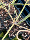 Euphorbia plagiantha SEED GROWN 5” Pot Size