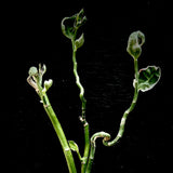 Pedilanthus macrocarpus monstrose 4” Devils Walking Stick