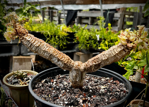 Euphorbia ankarensis Specimen 2 | Large Stock Plant